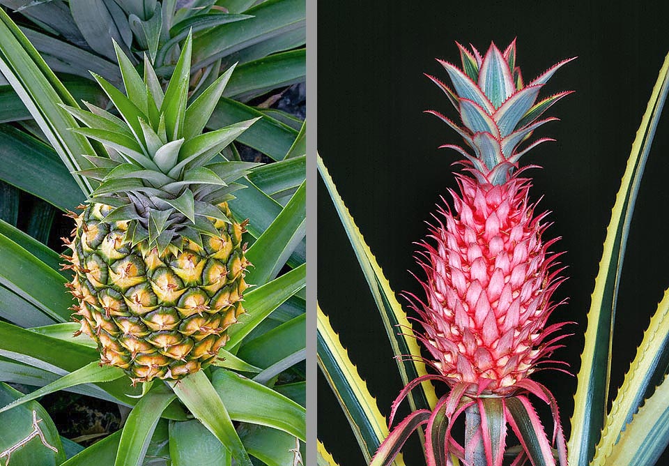 A/17/31 Ananas comosus Avec ses gros fruits composés, Ananas comosus est une plante alimentaire, tandis que Ananas bracteatus ‘Tricolor’ est parfois cultivée comme une curiosité ornementale.