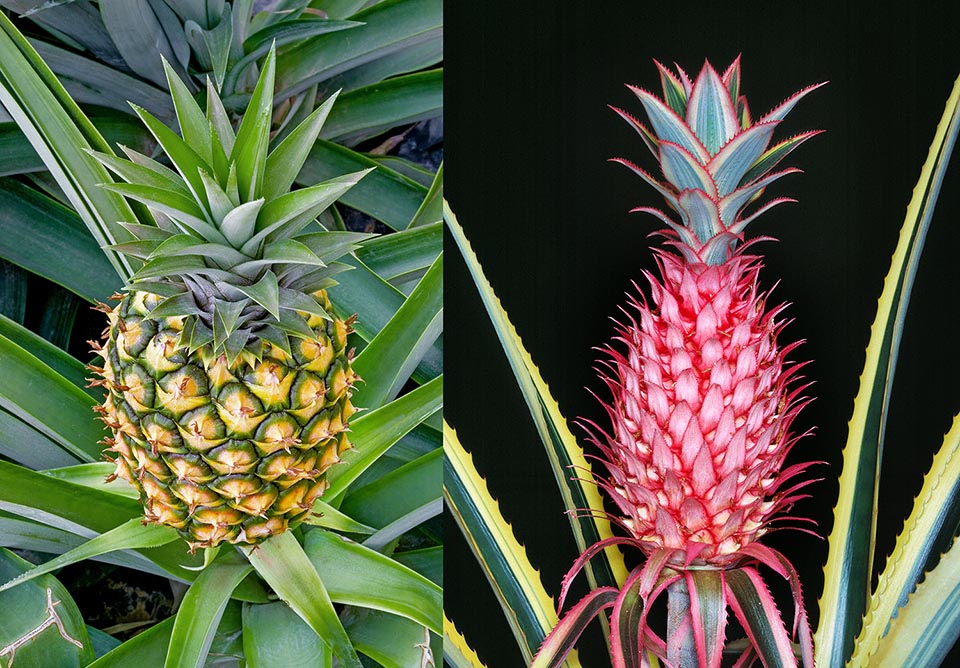 Ananas comosus, Ananas bracteatus