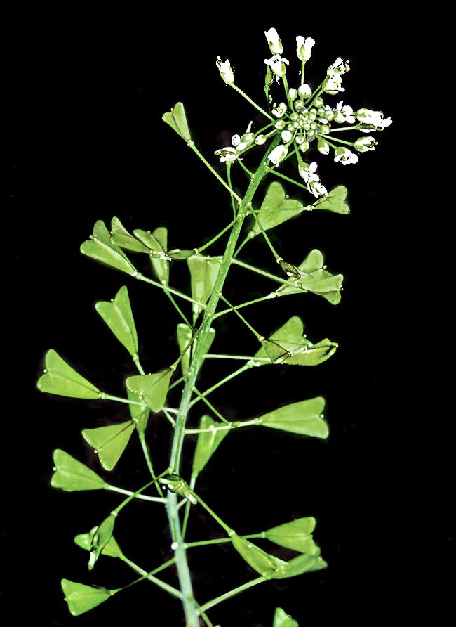 Capsella bursa-pastoris