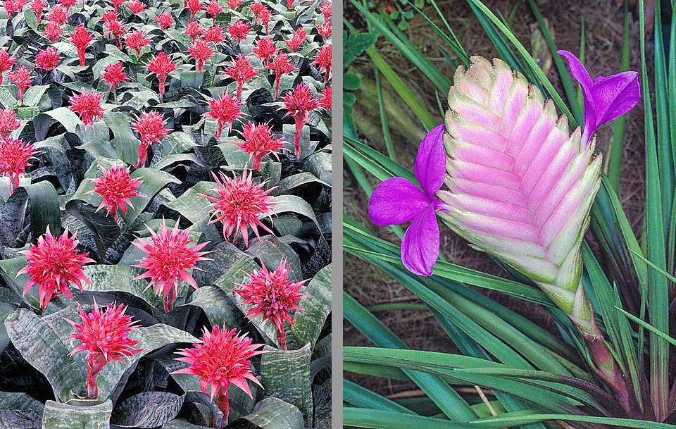 A-65-2 Aechmea fasciata Aechmea fasciata et Tillandsia cyanea. Cultivées comme plantes ornementales ou alimentaires, les Bromeliaceae ont un chiffre d’affaires annuel de plusieurs milliards.