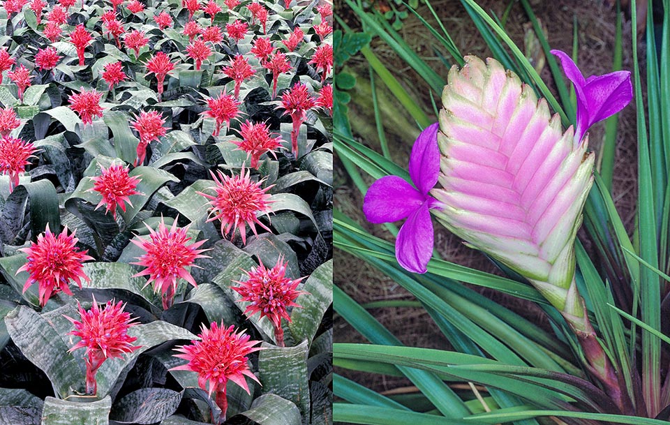 Aechmea fasciata, Tillandsia cyanea