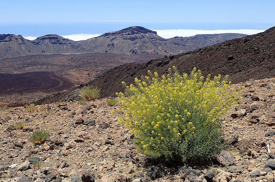 Descurainia bourgaeana