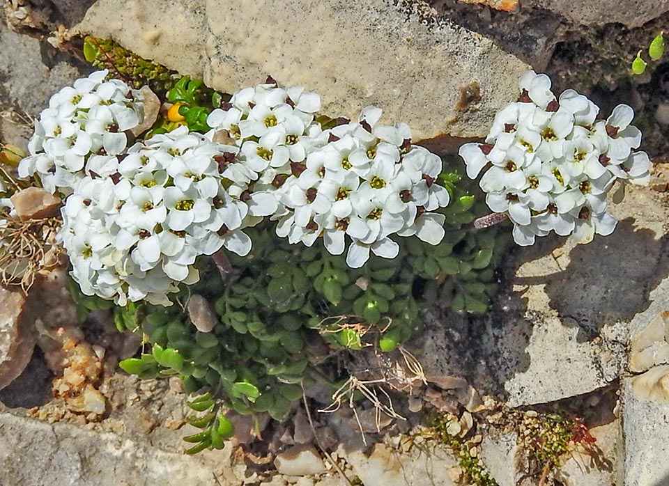 Hornungia alpina