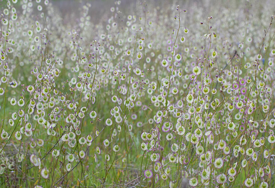 Thysanocarpus radians