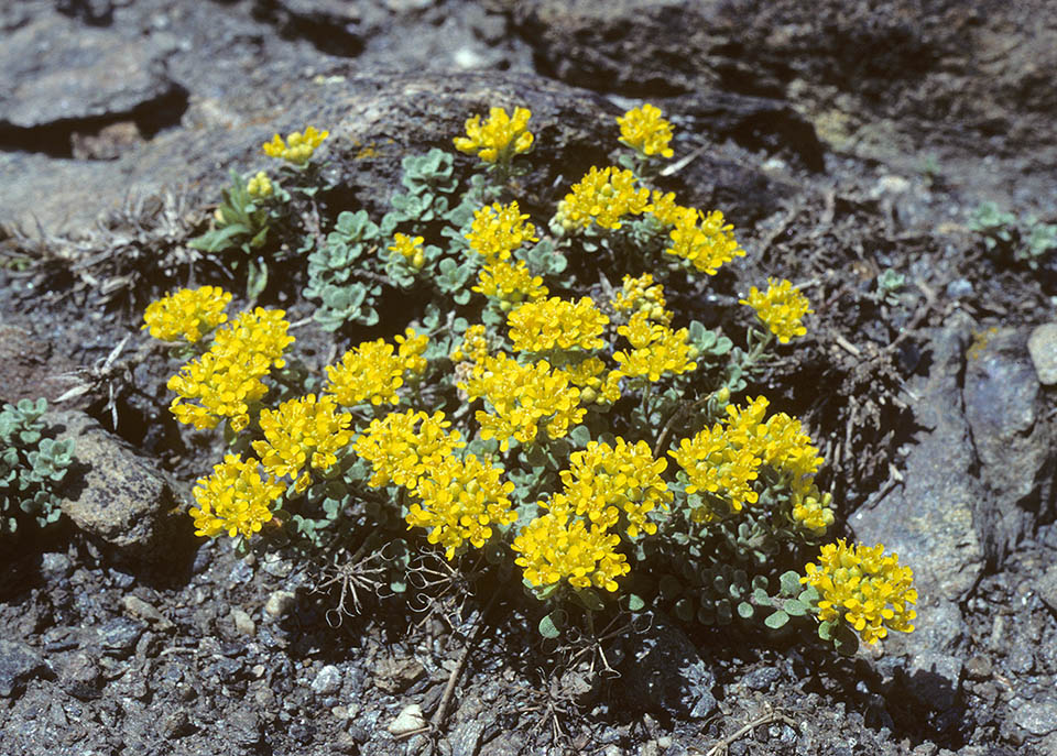 Odontarrhena alpestris