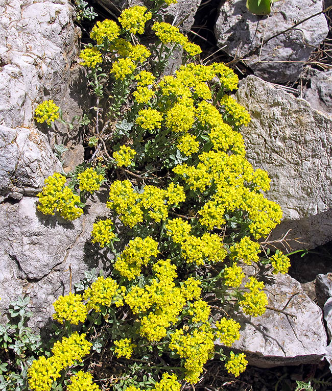 Odontarrhena nebrodensis