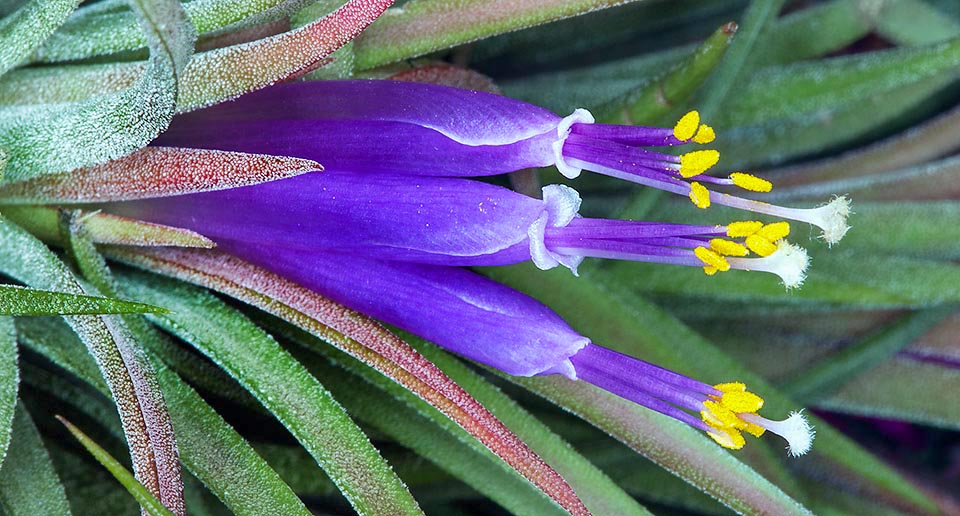 Tillandsia ionantha