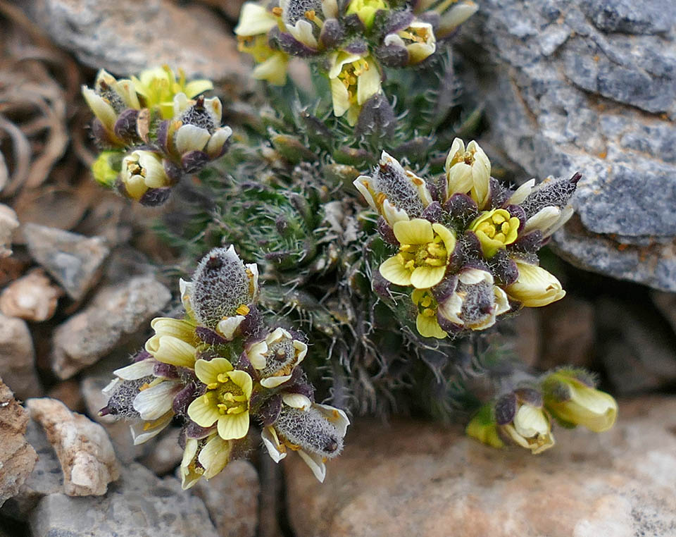 Draba cretica