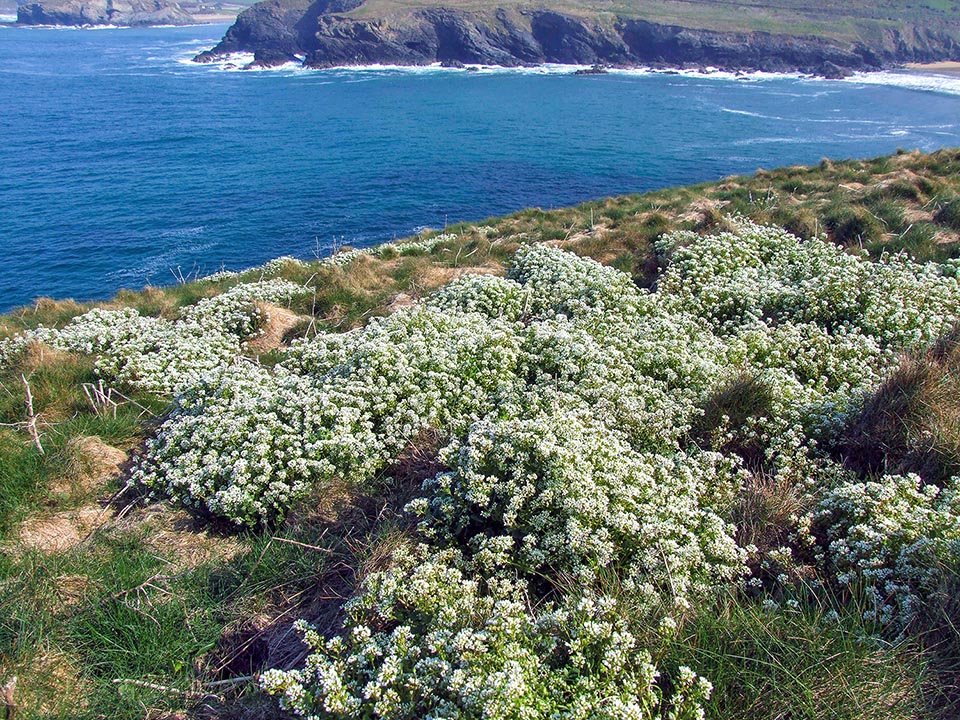 Cochlearia officinalis è una specie nativa dell'Europa settentrionale e occidentale, oggi naturalizzata in altre parti d’Europa e nell’Argentina meridionale.