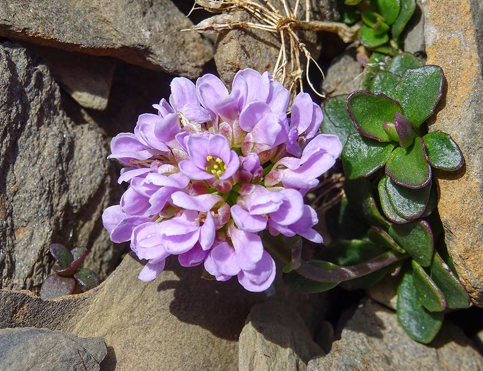 Noccaea rotundifolia