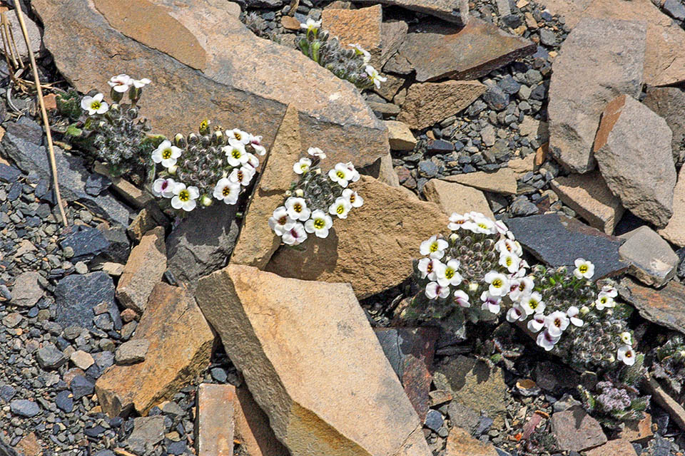 Menonvillea nordenskjoeldii