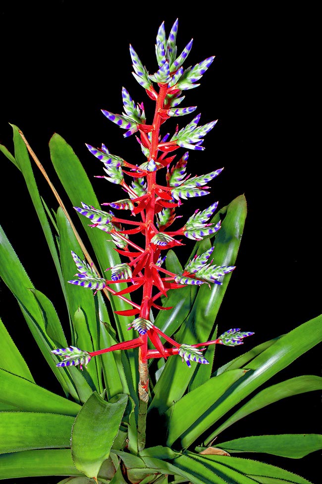 Aechmea dichlamydea