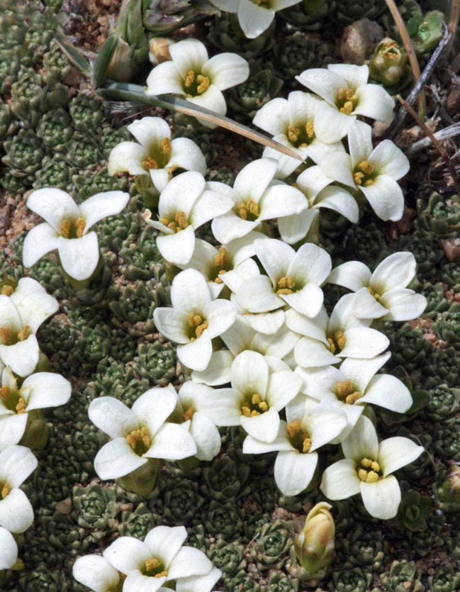 Xerodraba lycopodioides