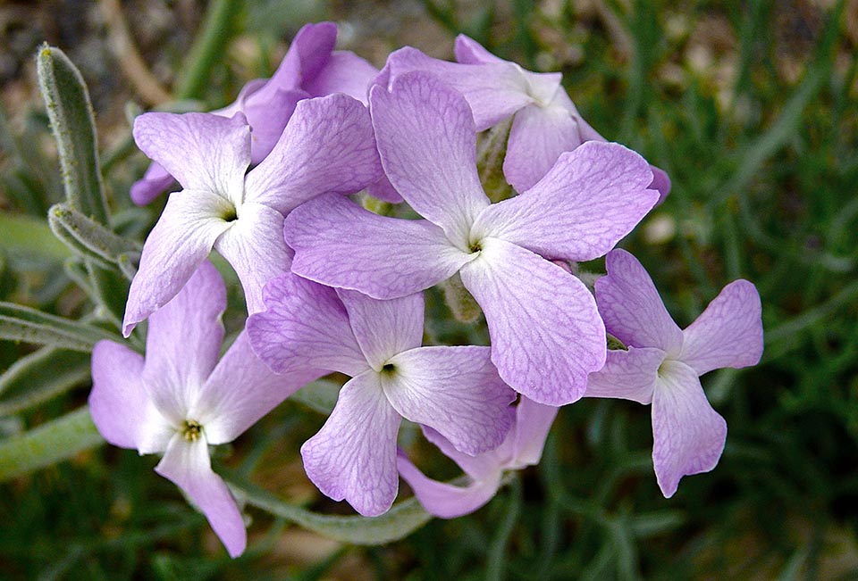 Matthiola sinuata