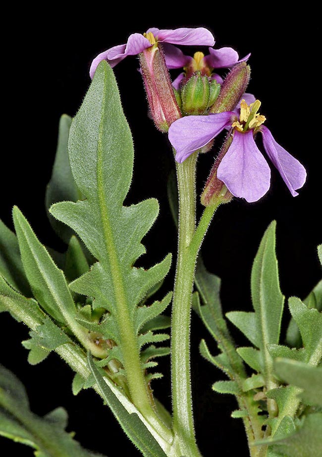 Chorispora purpurascens