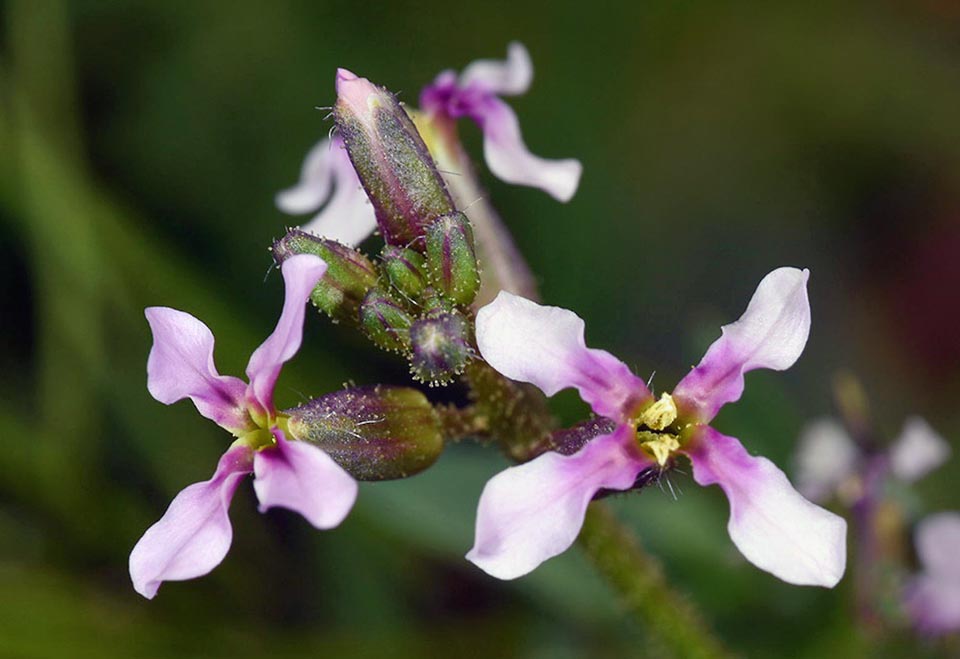 Chorispora tenella