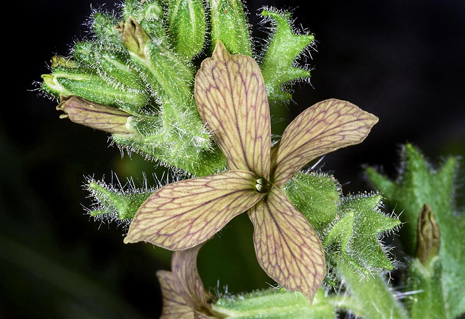 Hesperis pendula