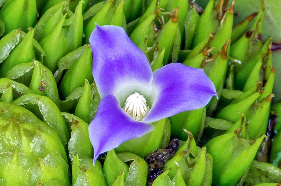 Neoregelia cruenta