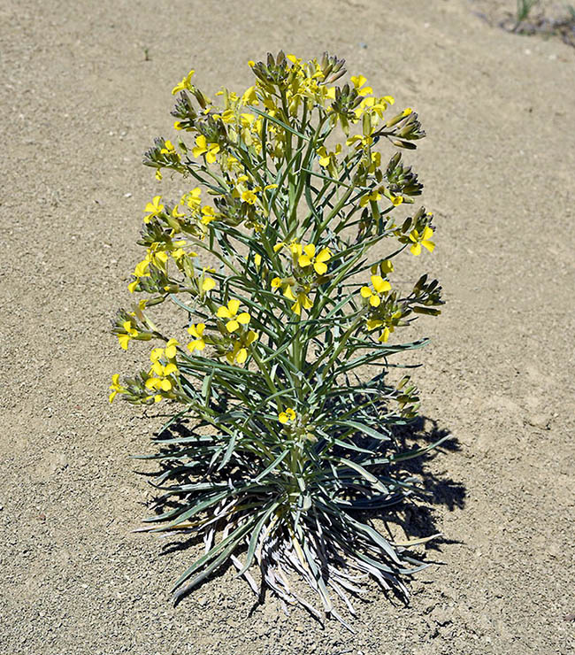 Erysimum pycnophyllum 