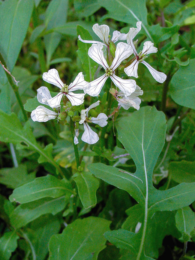 Eruca vesicaria subsp. sativa