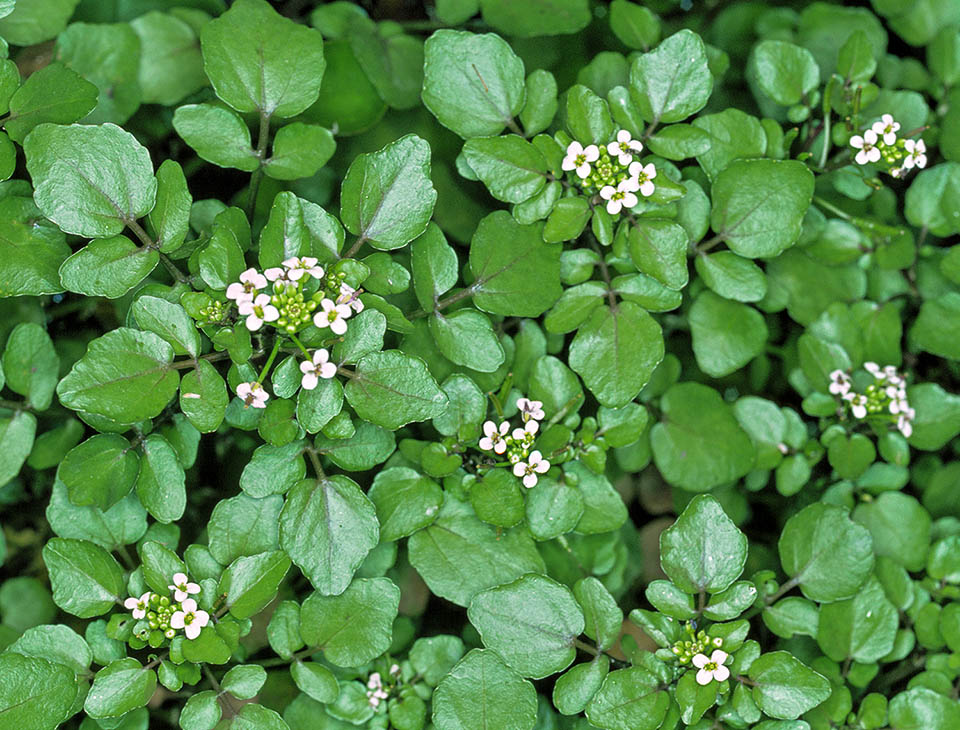 Nasturtium officinale