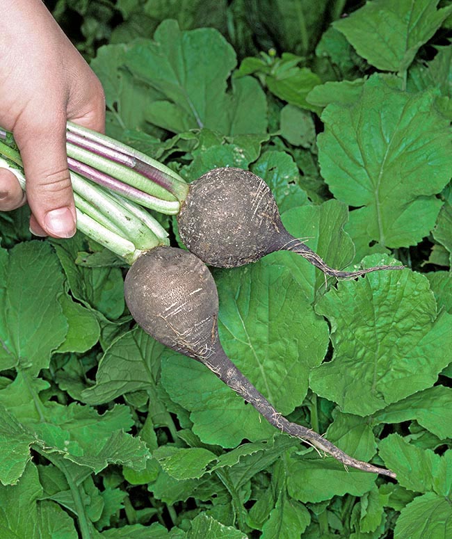 Raphanus sativus, black radish 