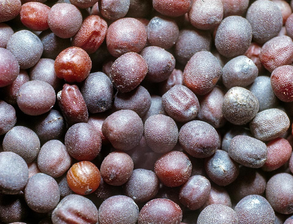 Brassica napus, graines de colza