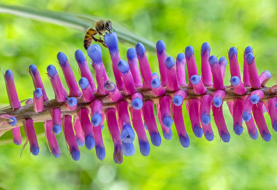 Aechmea gamosepala 