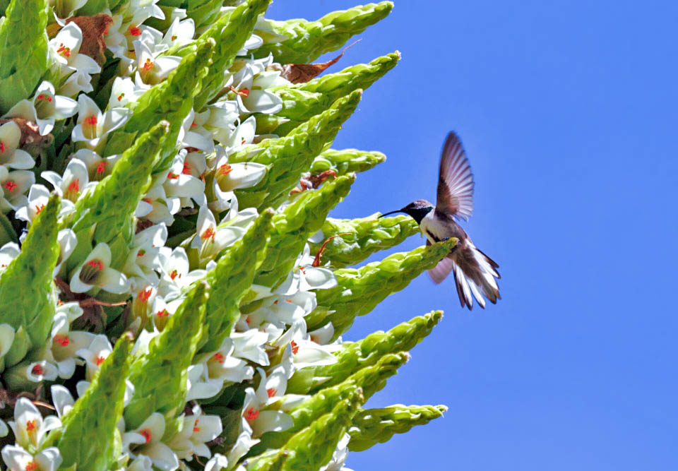 Puya raimondii