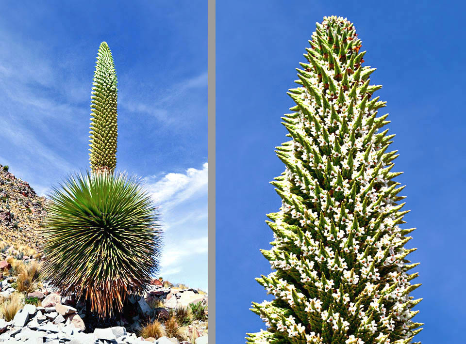 Puya raimondii Puya raimondii, appelé Reine des Andes, pousse à 3200-4800 m d’altitude. C’est la plus grande broméliacée monocarpique, atteignant 10 m de hauteur avec l’inflorescence.