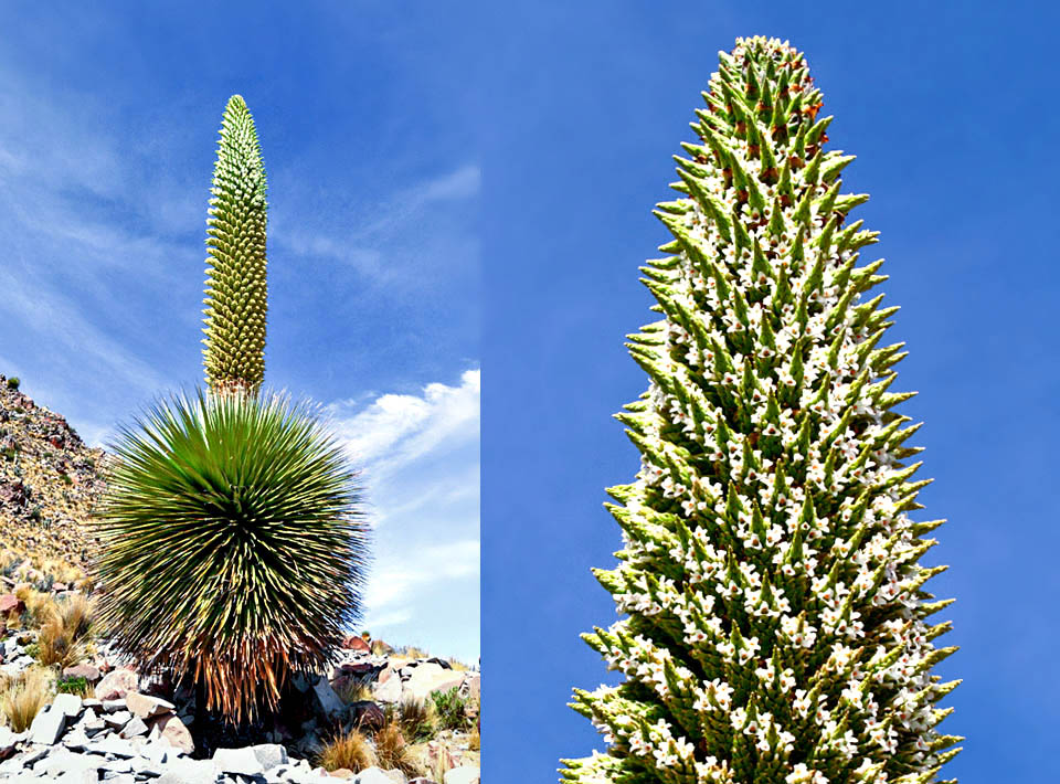 Puya raimondi 