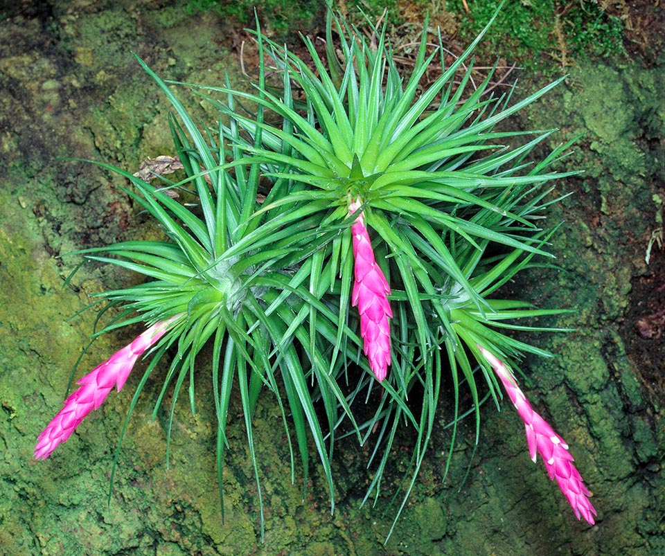 Tillandsia tenuifolia