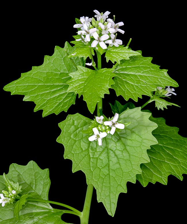 Alliaria petiolata a des feuilles basales rondes et des feuilles supérieures de forme rhombique.