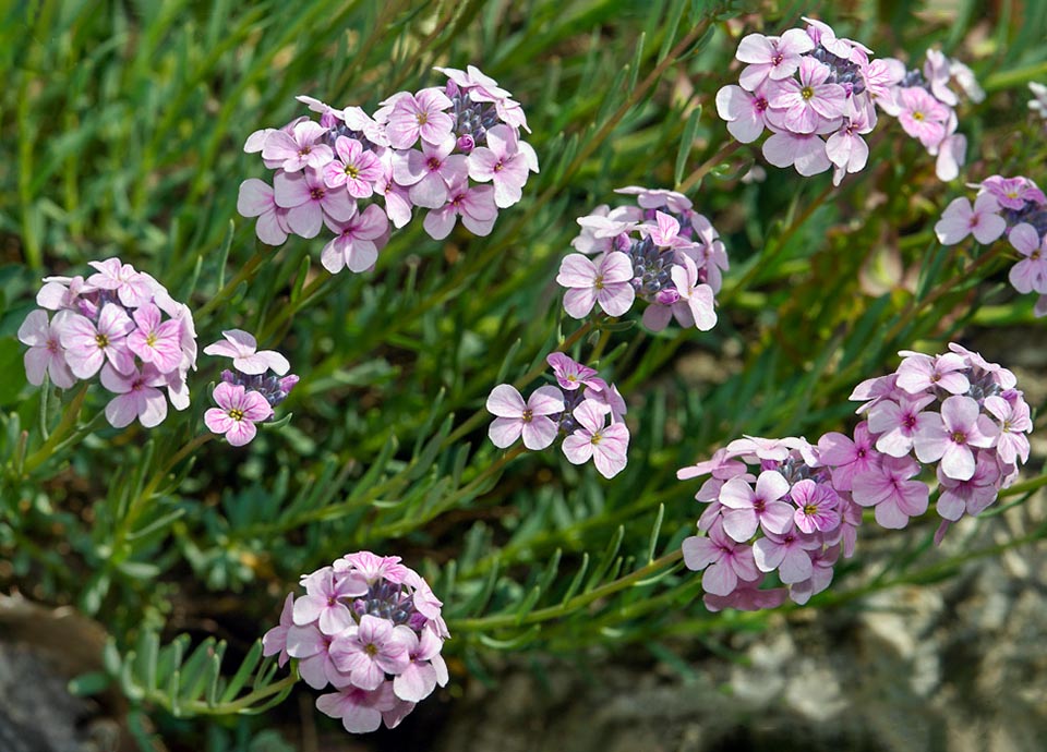 Aethionema grandiflorum