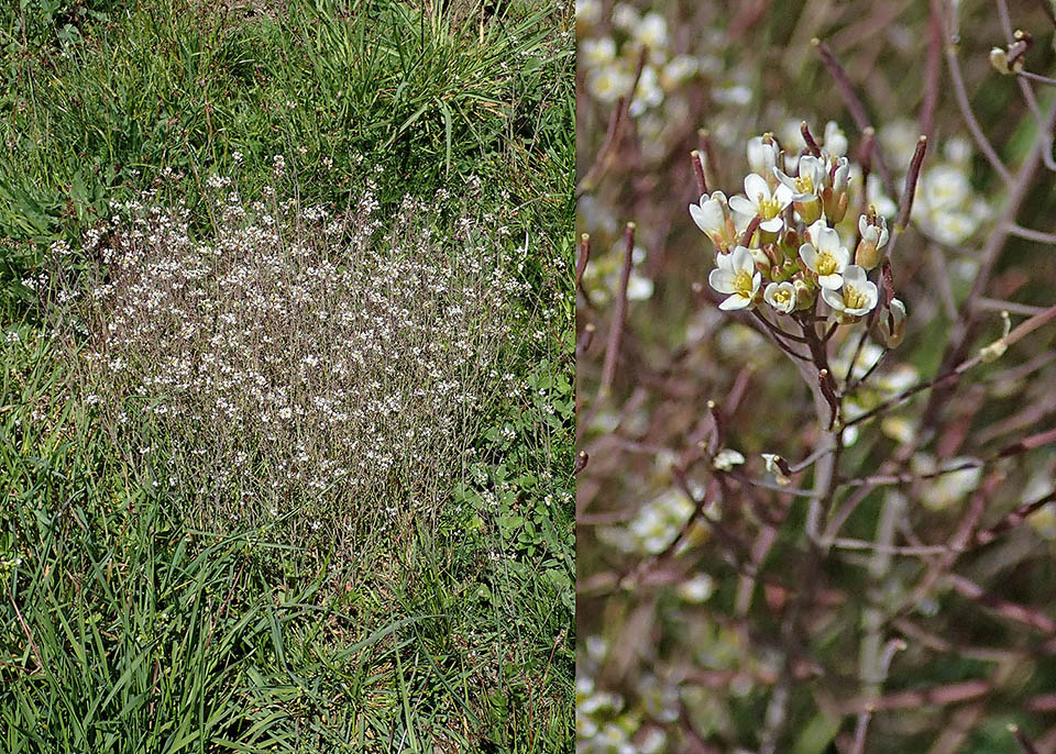 Arabidopsis thaliana