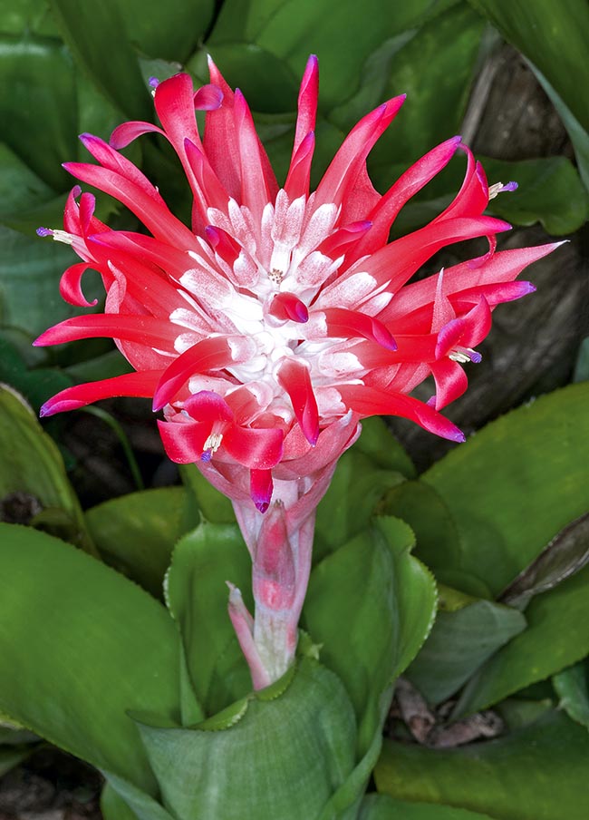 Billbergia pyramidalis