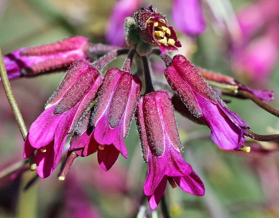 Boechera arcuata