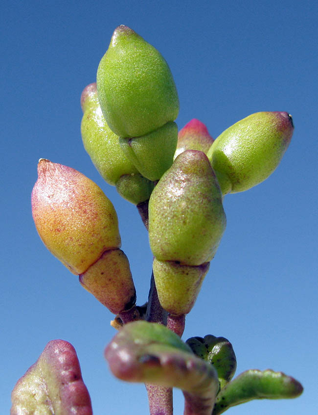 Pero la baza de esta especie, comestible y con virtudes medicinales, es el fruto que, al madurar, se parte en dos. La parte inferior sirve para la dispersión local, mientras que la superior, flotante, coloniza otras orillas © Harry Rose