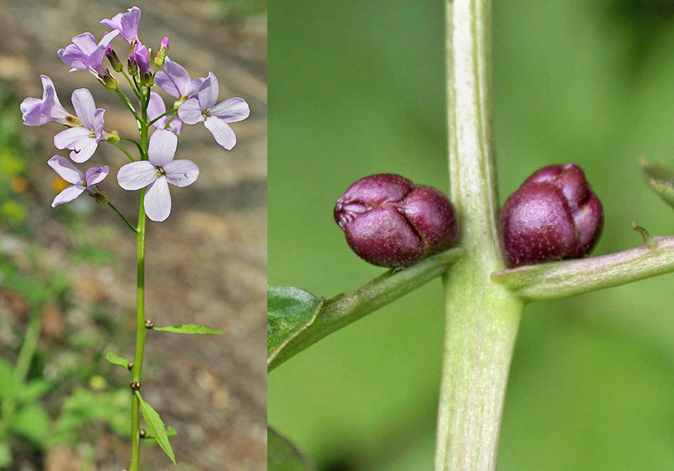 Cardamine bulbifera