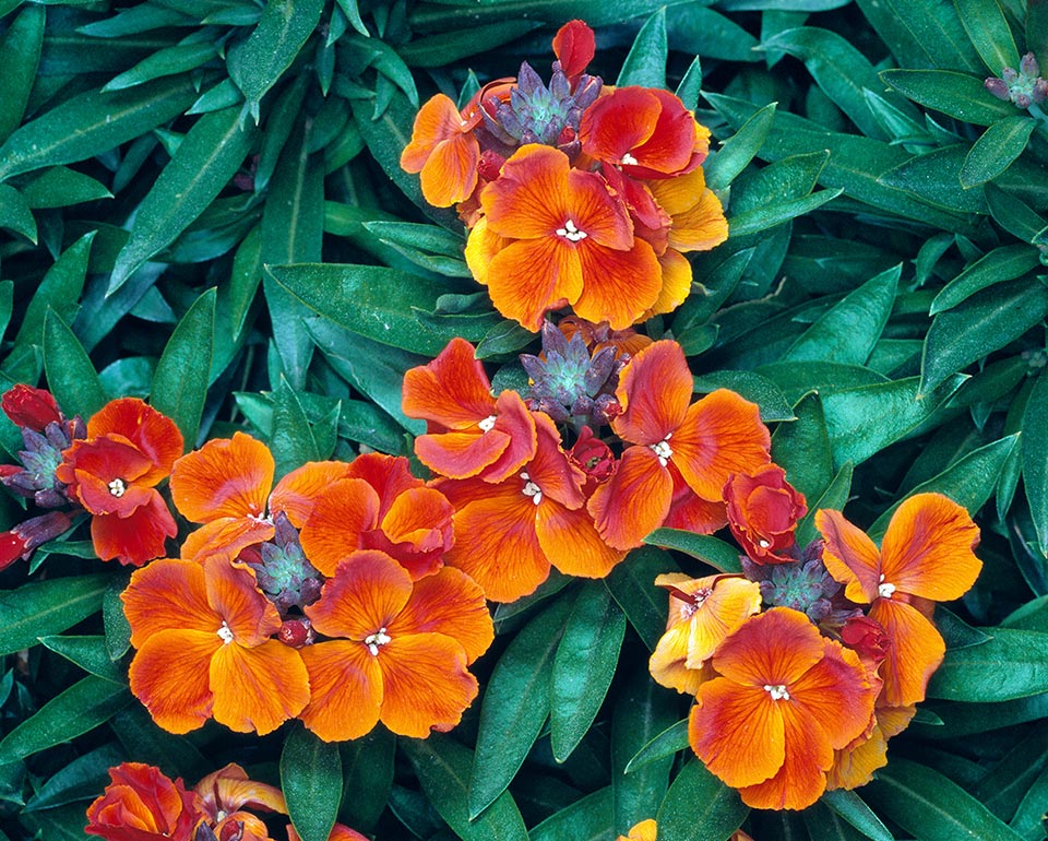 Erysimum cheiri