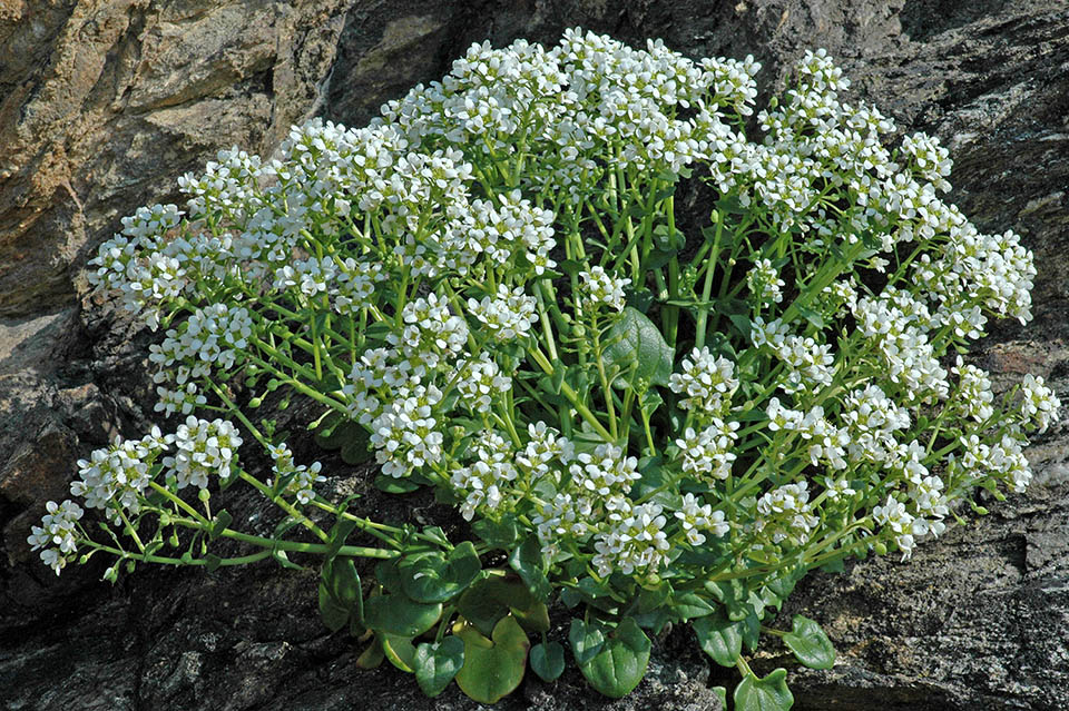 Cochlearia officinalis