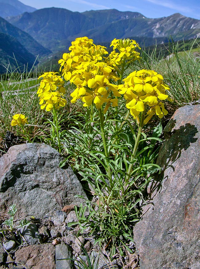 Erysimum rhaeticum