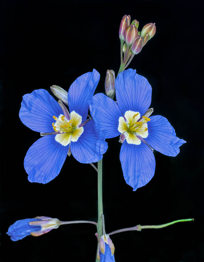 Heliophila coronopifolia