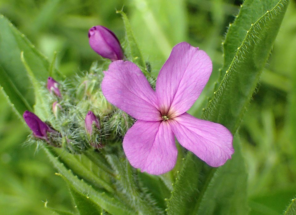 Hesperis matronalis