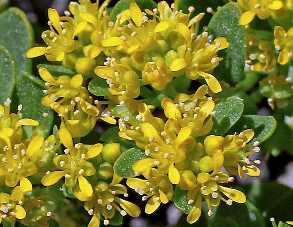 Lepidium flavum