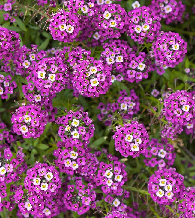 Lobularia maritima