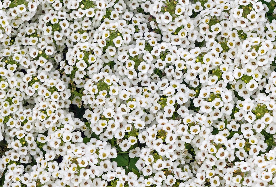 Lobularia maritima