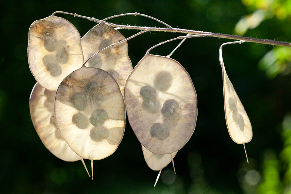 Lunaria annua