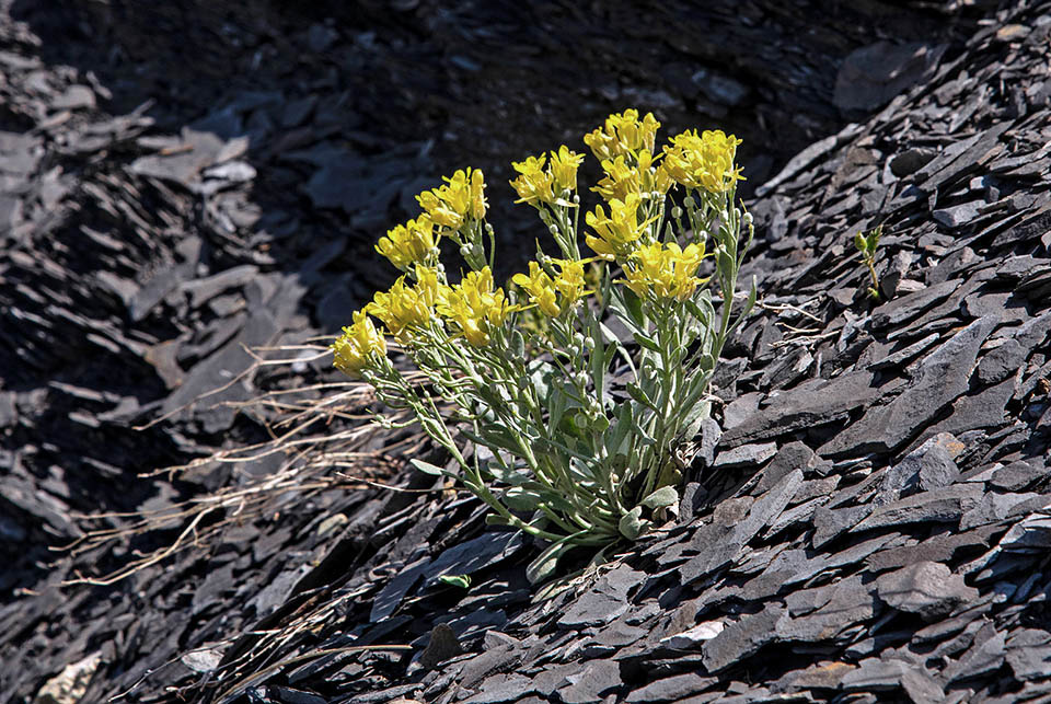 Physaria bellii