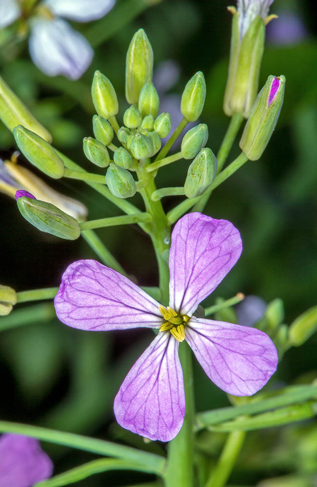 Raphanus sativus var. sativus